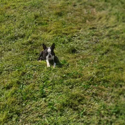 Beautiful boston terriers
