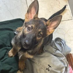 3 female German Sheppard Puppies for sale
