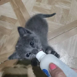Adorable Grey Kitten