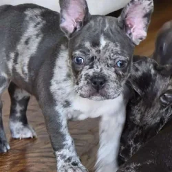 Gorgeous Merle French Bulldog Puppy!