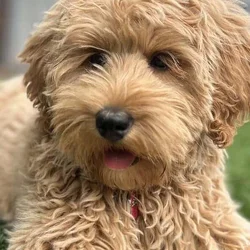 Sweetheart of a Dog