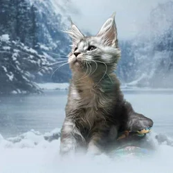 Tica registered mainecoon