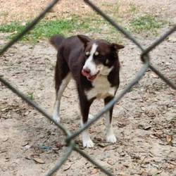 2 year old husky