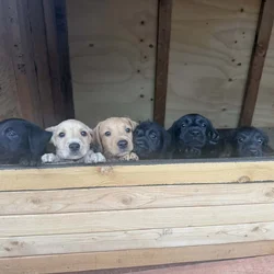 Beautiful Standard poodle/terrior puppies
