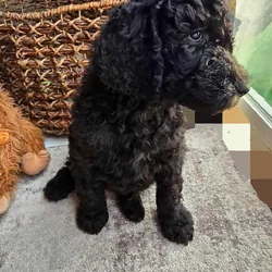 Standard Poodle Puppies