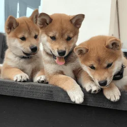 Shiba Inu