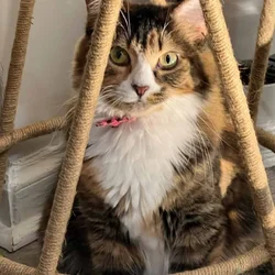 2 cats in need of loving home