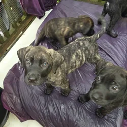 Mastiff mix puppies