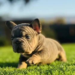 FRENCHIE PUPPY