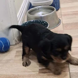 Tankster the Cavalier King Charles pup