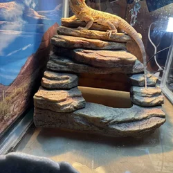 Bearded Dragon with Tank
