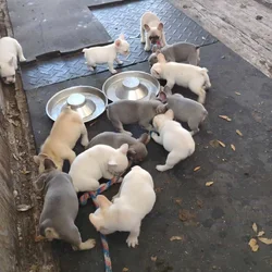FRENCHIES looking for LOVE