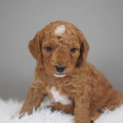 F1b Mini Goldendoodle