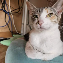 4 Female Cats, 1 yr, needing to be rehomed