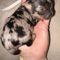 Haven’s yorkies