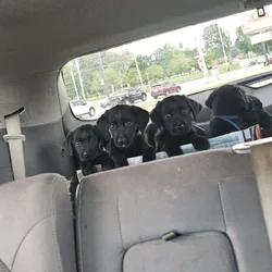 Goldador pups