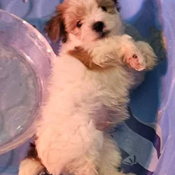 Yorkie / Miniature Poodle