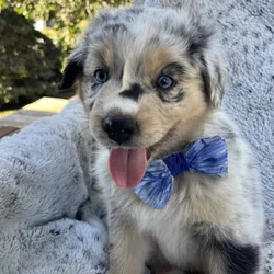 AKC Pure Bred Australian Shepherds