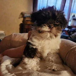 9wk old male shih tzu