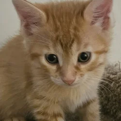 Sweet Kittens