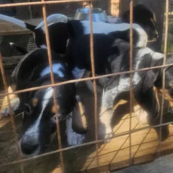 Beagle Pups $300-$350 (Richmond, Indiana area)