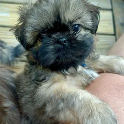 ShihTzu Puppies