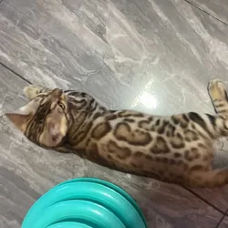Purrr-n’s Wild Kingdom Exotic. YKittens