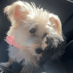 6MO YORKIE