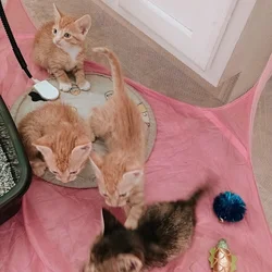 Orange tabbys with blue eyes