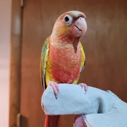 Female High Red Pineapple Green Cheek Conure