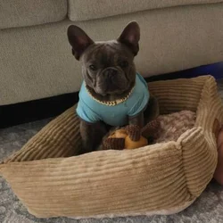 French Bulldog AKC