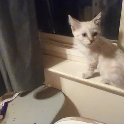 Siamese Kitten