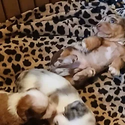 Dachshund puppies
