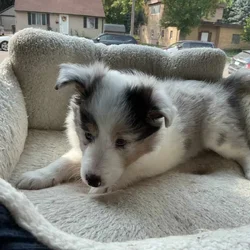Shelties puppies