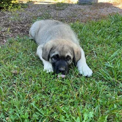 Ivy Kangal – Russian Shepherd Guardian Puppy