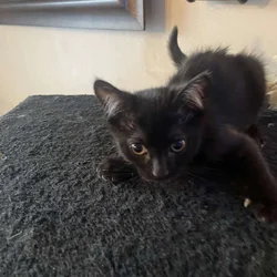 sweet and playful young cat looking for good home