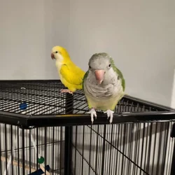 Quaker Parrot