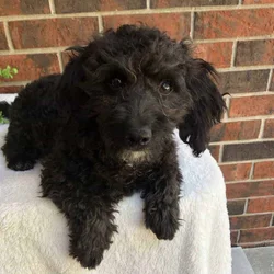 Oscar