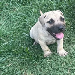 Beautiful pitbull puppies