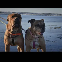 Looking for large guard dog puppy