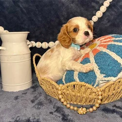 Cavalier King Charles Puppies