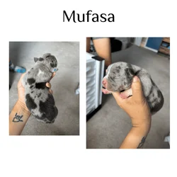 Blues and Blue Merle Pitbull Puppies