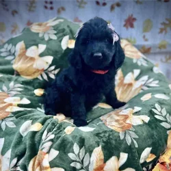 Goldendoodle Puppies Ready in 2 Weeks