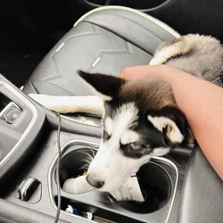 Siberian Husky