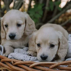 Miniature long haired Cream Dachshund’s