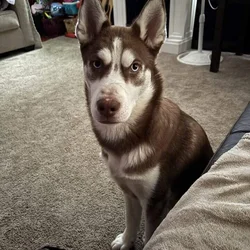 Husky