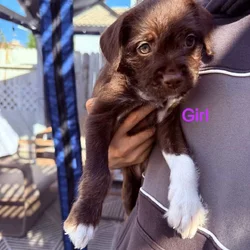 Puppies for sale