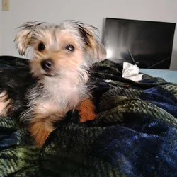 Yorkie Shihtzu puppy 18; weeks old.