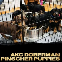 Doberman Pinscher Puppies