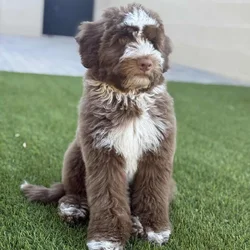 Australian labradoodle